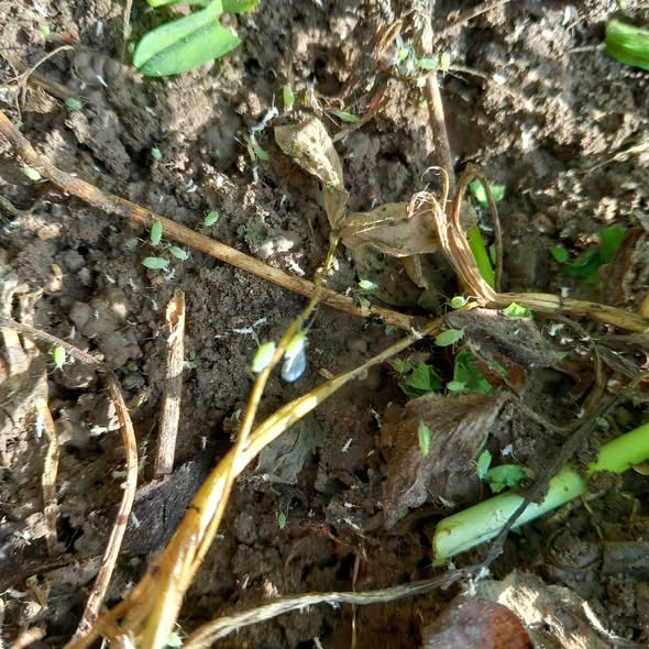 سلام عليكم 
ده في البرسيم ارش إيه للمكافحه 
وهل لو البرسيم طوله حوالي ٢٥ سنتيم ينفع فيه الرش ولا لابد يكون علي الأرض